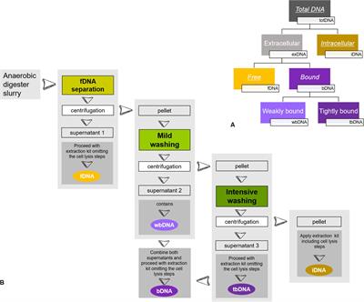 Quantities of Intra- and Extracellular DNA Reveal Information About Activity and Physiological State of Methanogenic Archaea